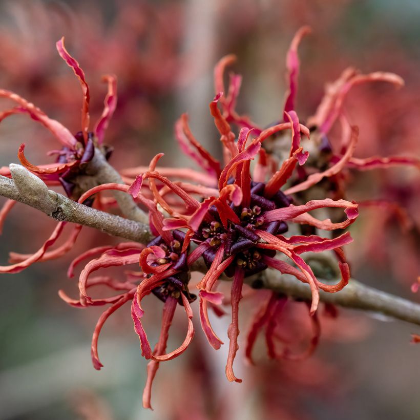 Hamamelis (x) intermedia Rubin - Noisetier de sorcière  (Floraison)