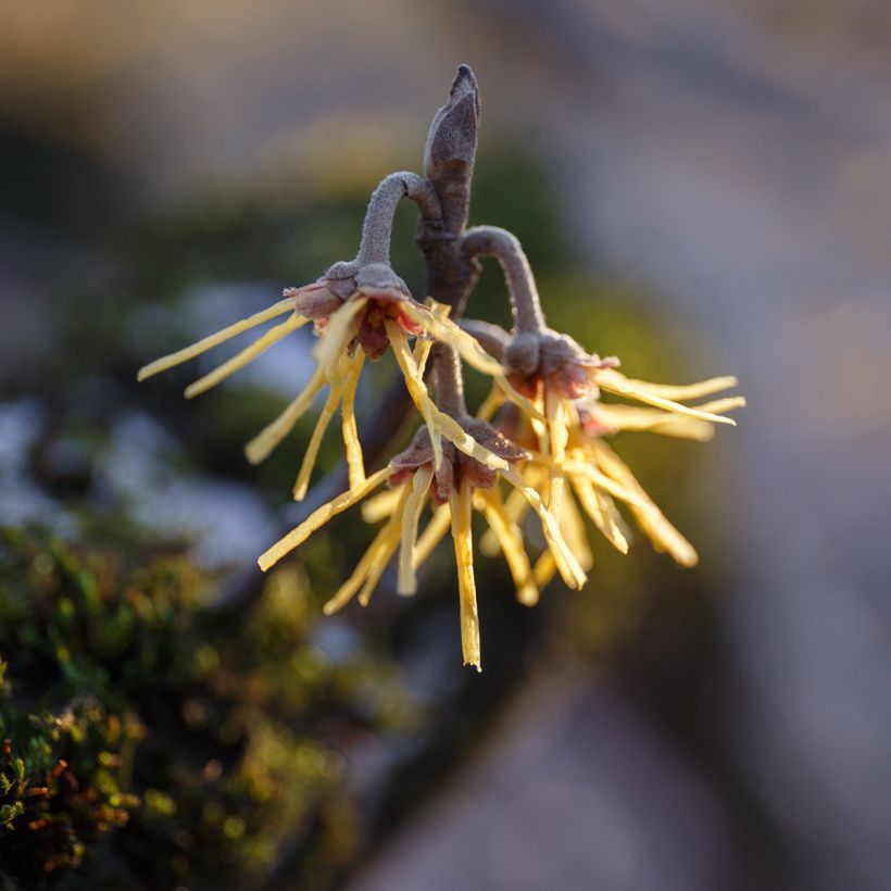 Noisetier des sorcières - Hamamelis mollis Pallida (Floraison)