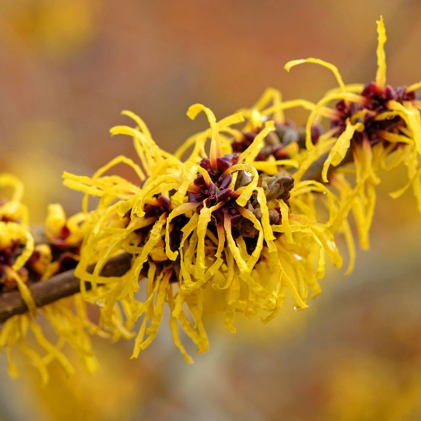 Hamamelis x intermedia Barmstedt Gold - Noisetier de sorcière (Floraison)