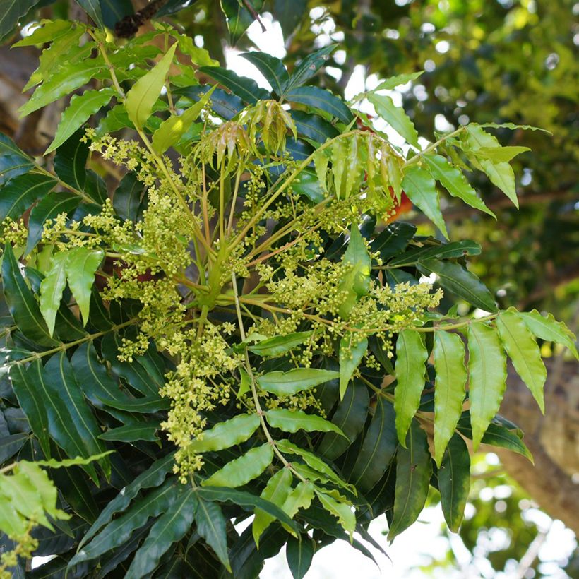 Harpephyllum caffrum (Floraison)