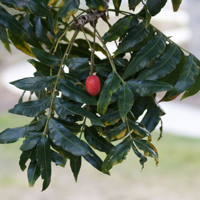 Harpephyllum caffrum (Récolte)
