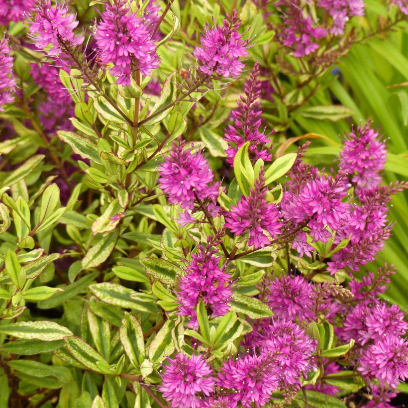 Hebe Celebration - Véronique arbustive (Flowering)