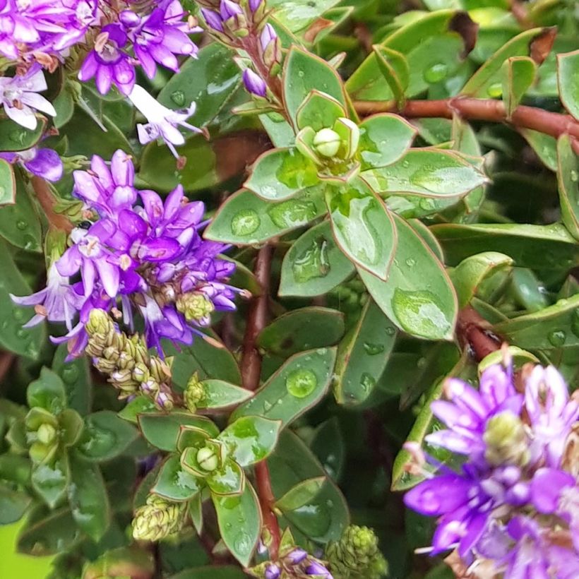Hebe Claret Crush - Véronique arbustive (Foliage)