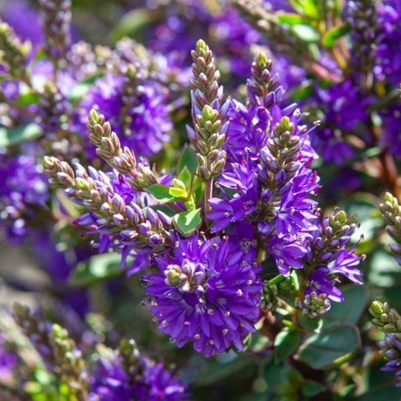 Hebe Claret Crush - Véronique arbustive (Flowering)