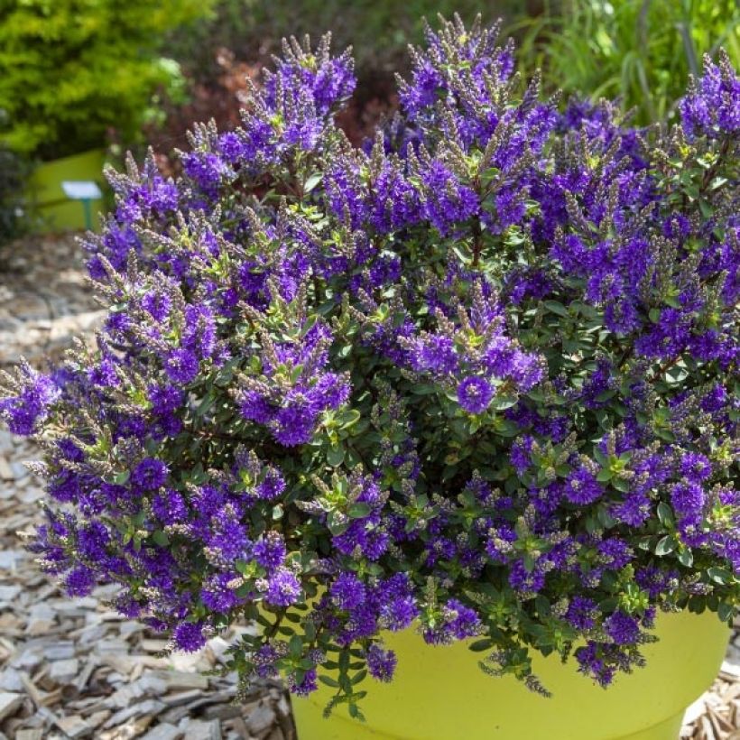 Hebe Claret Crush - Véronique arbustive (Plant habit)