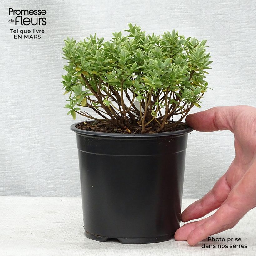 Example of Hebe Cobb Valley - Véronique arbustive Pot de 10 cm/11cm as you get in printemps