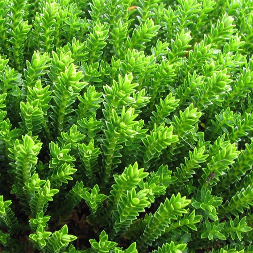 Hebe Emerald Green - Véronique arbustive (Foliage)