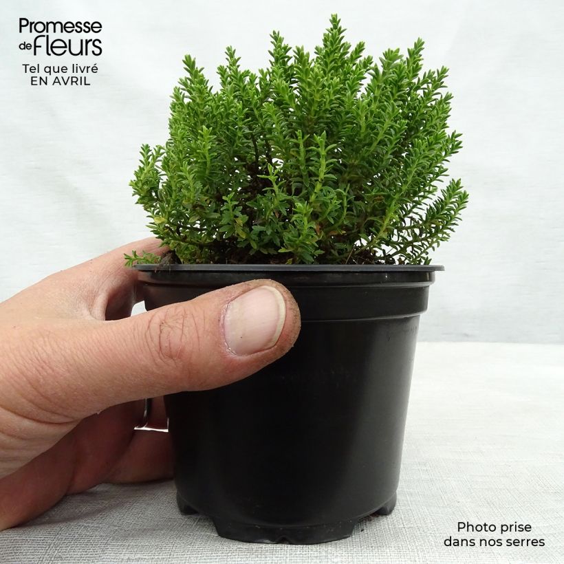 Example of Hebe Emerald Green - Véronique arbustive Pot de 2L/3L as you get in printemps