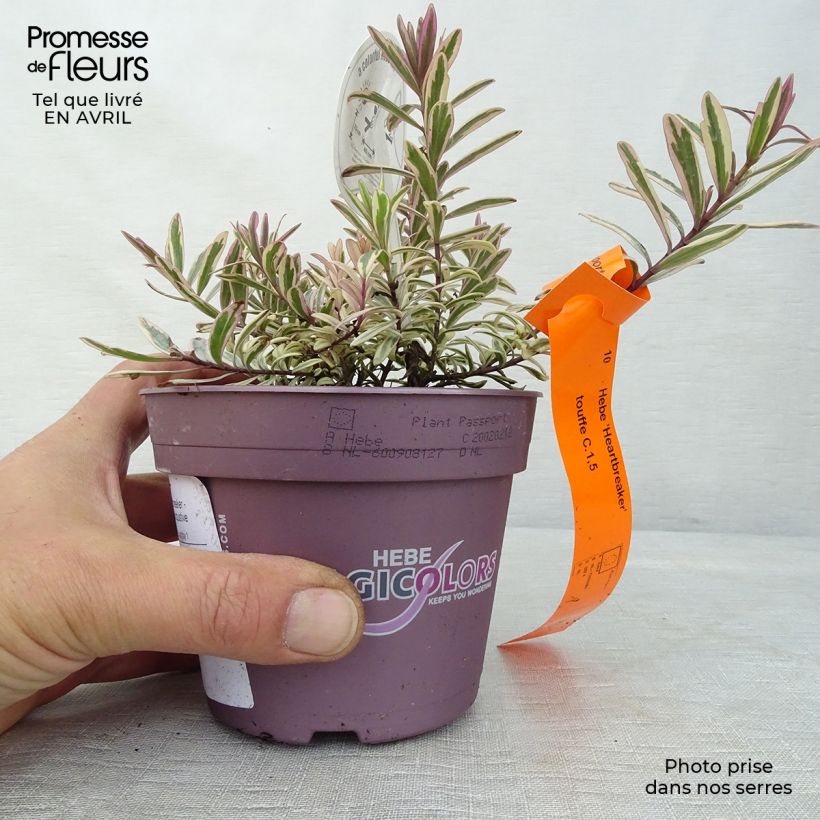 Spécimen de Hebe Heartbreaker - Véronique arbustive Pot de 1L/1,5L tel que livré au printemps