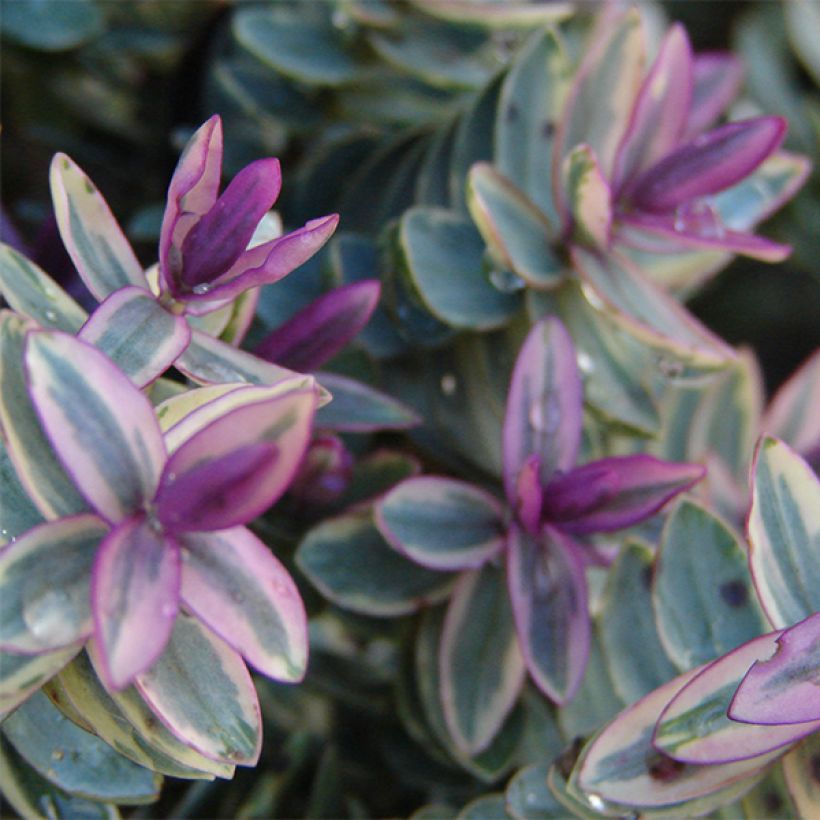 Hebe Lady Ann - Véronique arbustive (Foliage)