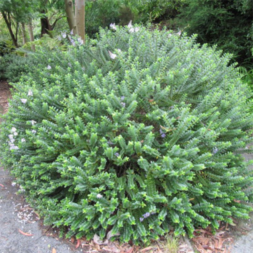 Hebe Linda  - Véronique arbustive (Port)