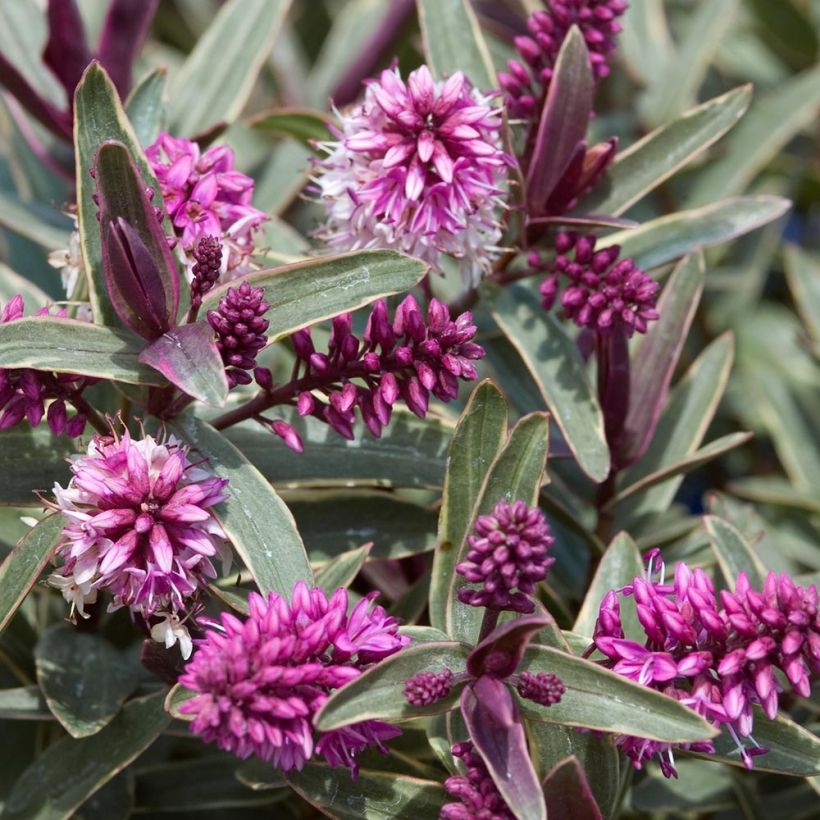 Hebe Marilyn Monroe - Véronique arbustive (Foliage)