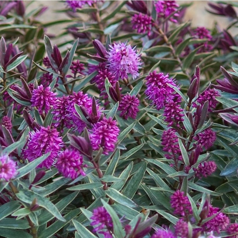 Hebe Marilyn Monroe - Véronique arbustive (Flowering)
