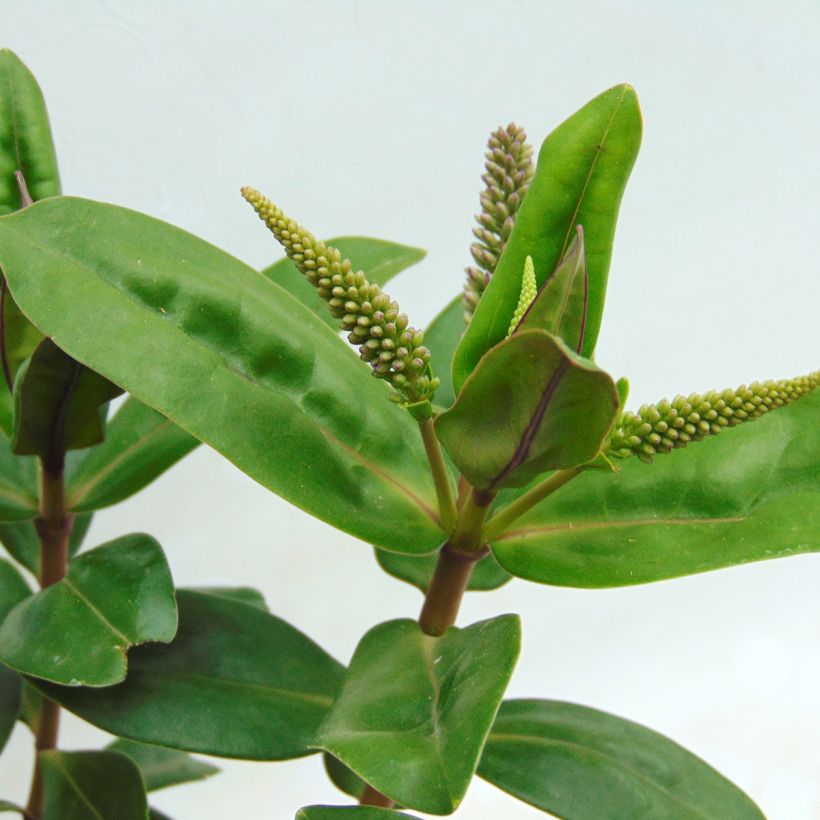 Hebe Ouessant - Véronique arbustive (Foliage)