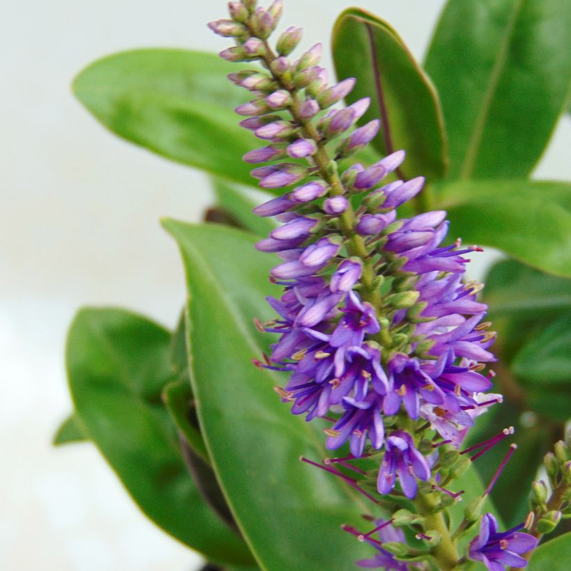 Hebe Ouessant - Véronique arbustive (Flowering)