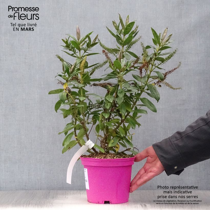 Example of Hebe Ouessant - Véronique arbustive Pot de 2L/3L as you get in printemps