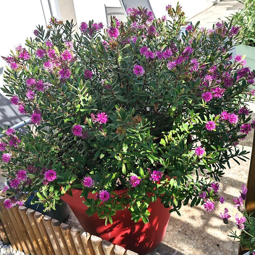 Hebe Wiri Charm - Véronique arbustive (Port)