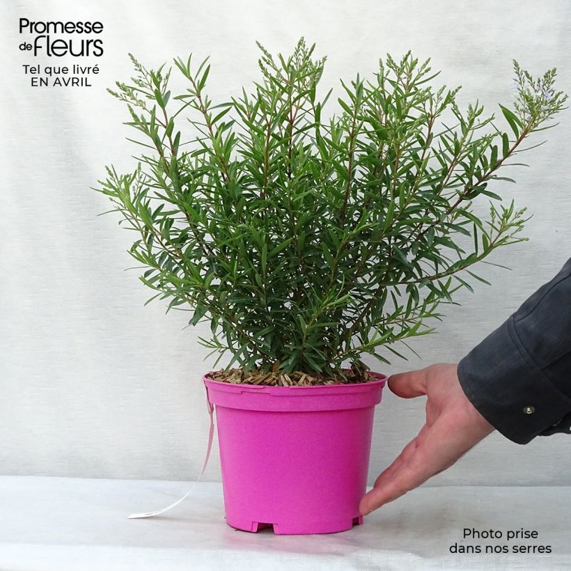 Example of Hebe diosmifolia - Véronique arbustive. Pot de 3L/4L as you get in printemps