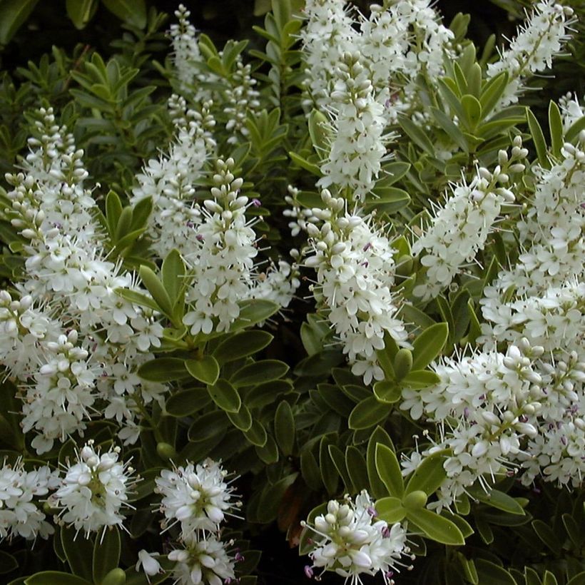 Hebe rakaiensis - Véronique arbustive (Flowering)