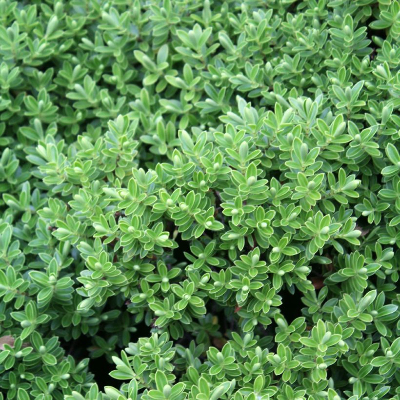 Hebe rakaiensis - Véronique arbustive (Foliage)
