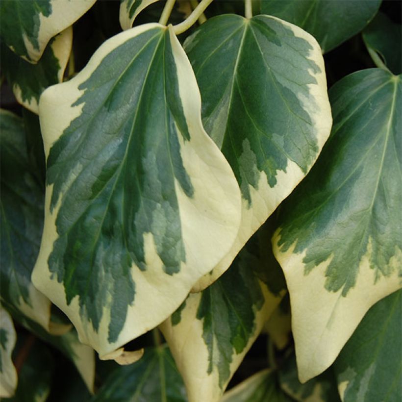 Lierre de Colchide - Hedera colchica Dentata Variegata (Foliage)