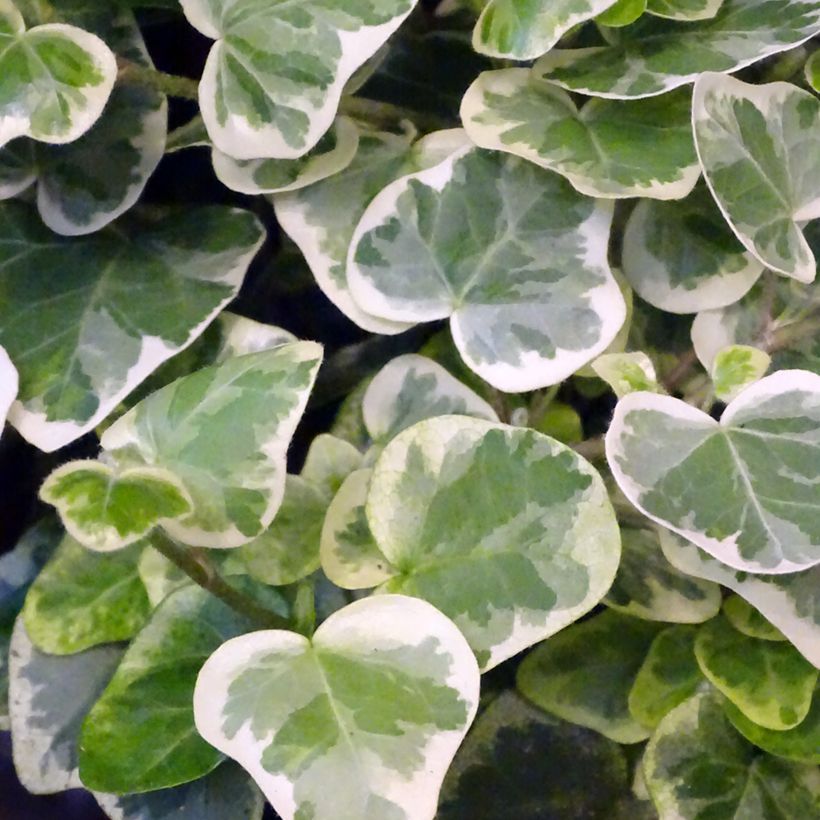 Lierre commun - Hedera helix White wonder (Feuillage)