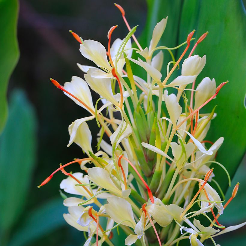 Hedychium Dixter (Tresco) - Longose - Gingembre d'ornement  (Flowering)