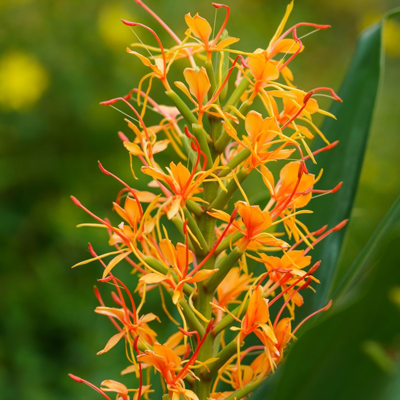 Hedychium coccineum Tara - Longose rouge (Flowering)