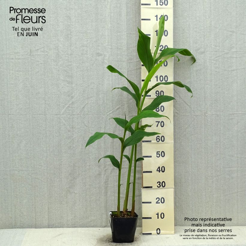 Example of Hedychium densiflorum Assam Orange - Gingembre d'ornement   Pot de 3L/4L as you get in ete