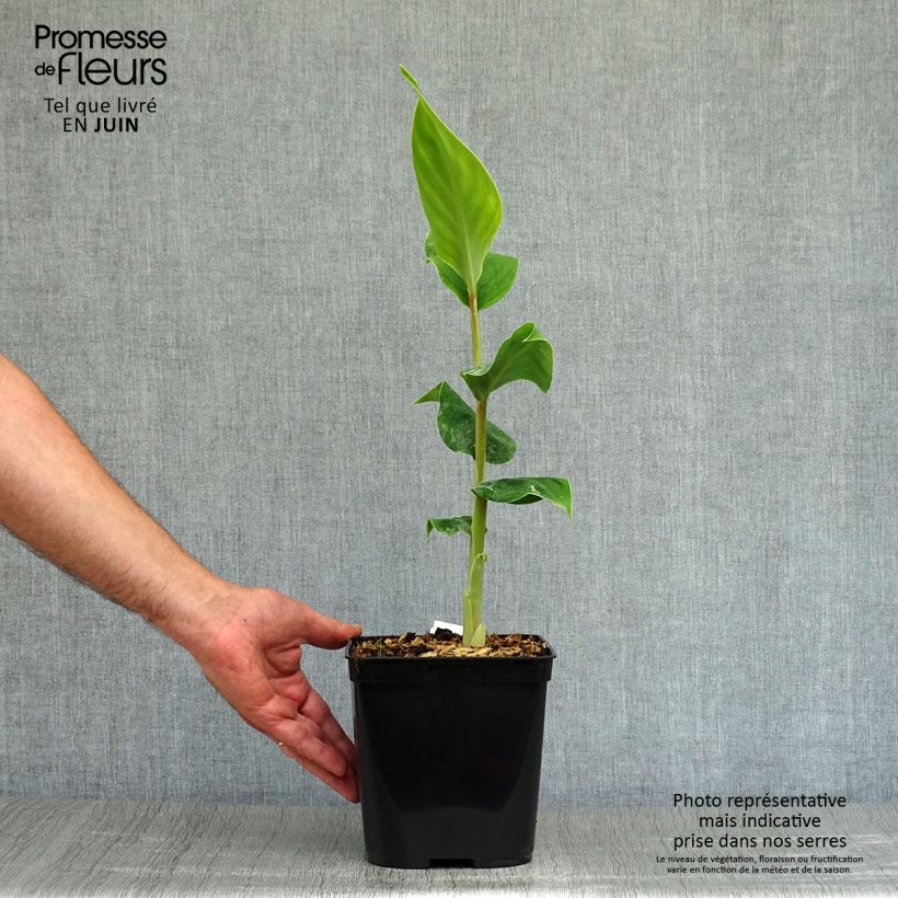 Spécimen de Hedychium gardnerianum - Longose en pot  Pot de 2L/3L tel que livré en été