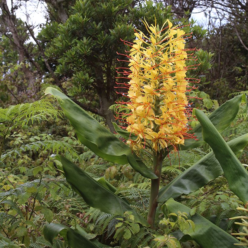 Hedychium gardnerianum - Longose en pot  (Plant habit)