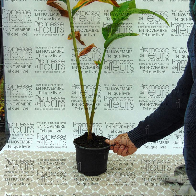 Exemple de spécimen de Hedychium spicatum Pot de 3L/4L tel que livré