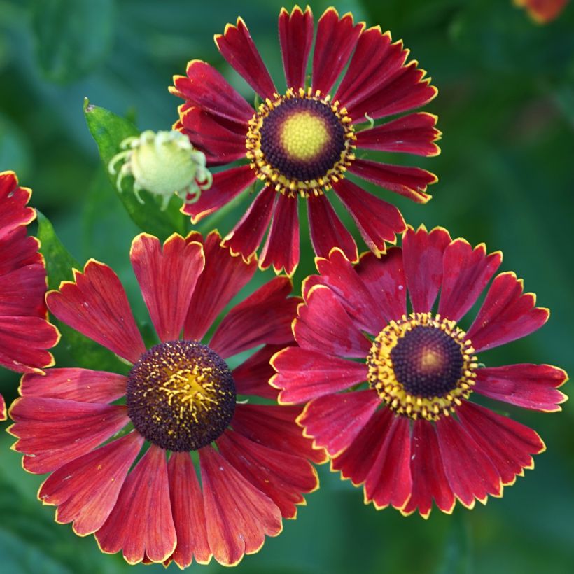 Helenium autumnale Helena Red Shades - Hélénie d'automne (Floraison)