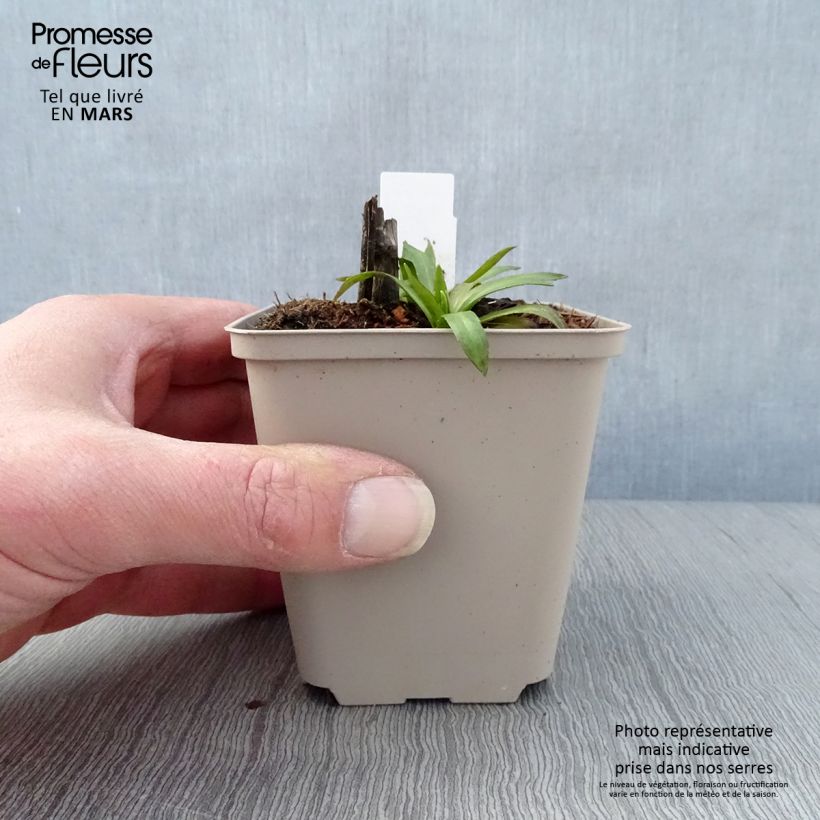 Spécimen de Hélénium Baudirektor Linne - Hélénie rouge Godet de 8/9 cm tel que livré au printemps