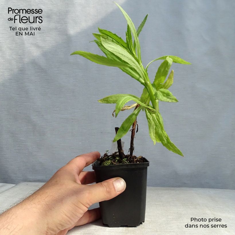 Spécimen de Helenium Flammendes Katchen - Hélénie Godet de 8/9 cm tel que livré au printemps