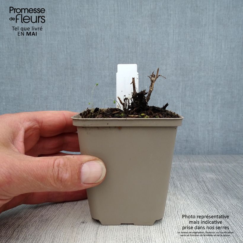 Spécimen de Helenium Flammenspiel - Hélénie orange feu Godet de 8/9 cm tel que livré au printemps