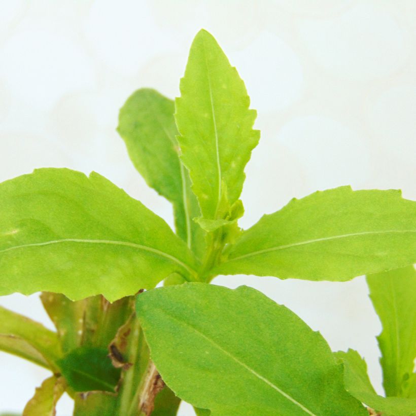 Helenium Fuego - Hélénie d'automne multicolore (Feuillage)