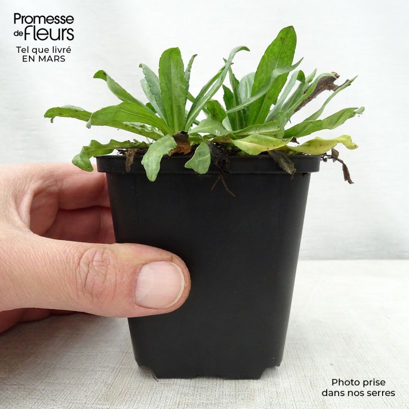 Spécimen de Helenium Kugelsonne - Hélénie Godet de 8/9 cm tel que livré au printemps