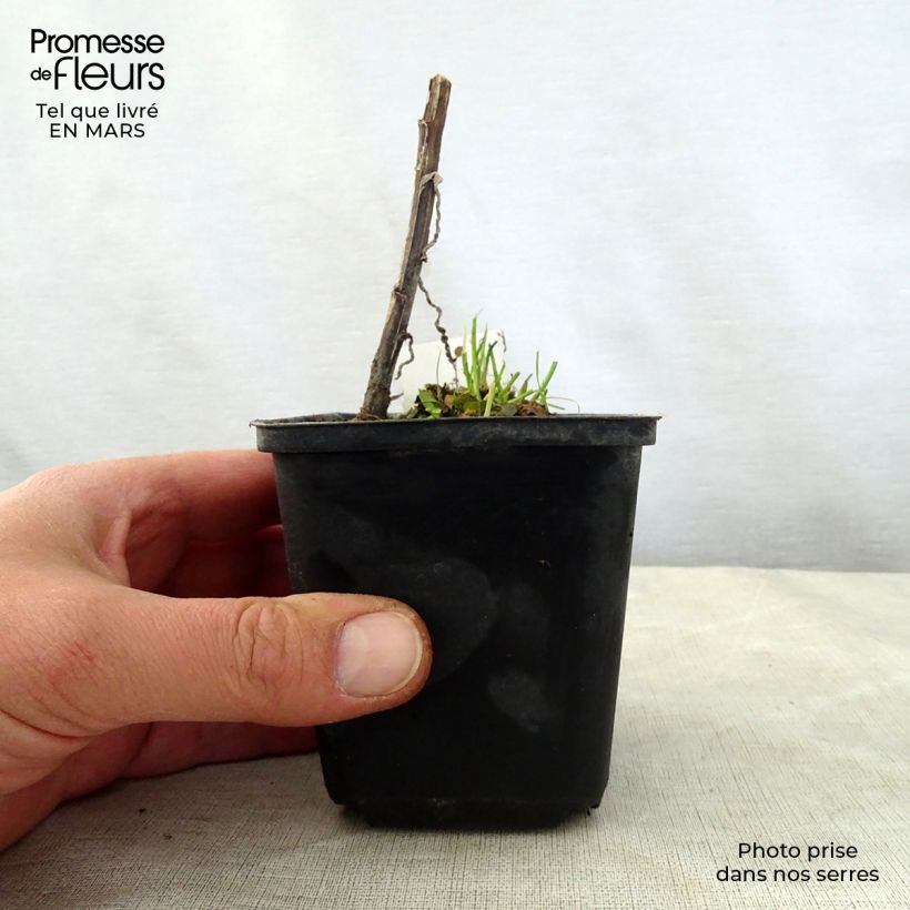 Spécimen de Helenium Loysder Wieck - Hélénie jaune à revers rouge-brun Godet de 8/9 cm tel que livré au printemps