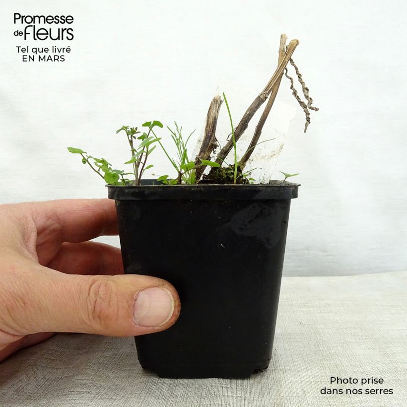 Spécimen de Hélénium Mardi Gras - Hélénie orange et vermillon Godet de 8/9 cm tel que livré au printemps