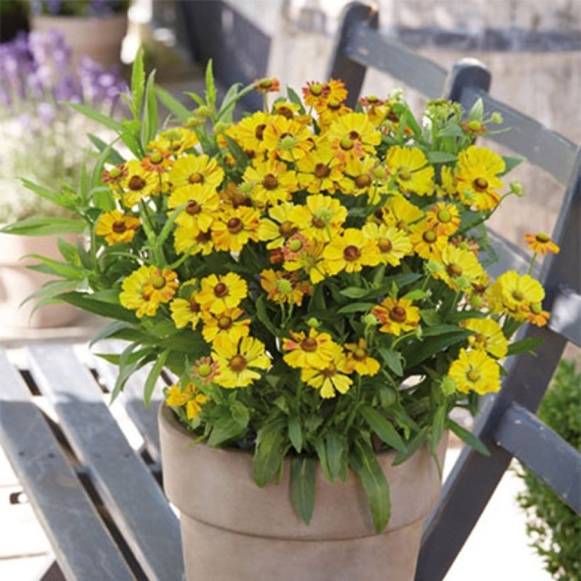 Helenium Okra Sundae - Hélénie (Port)