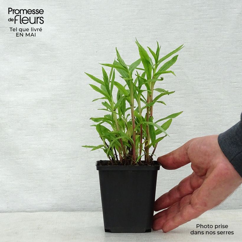 Spécimen de Helenium Poncho - Hélénie hybride Godet de 8/9 cm tel que livré au printemps