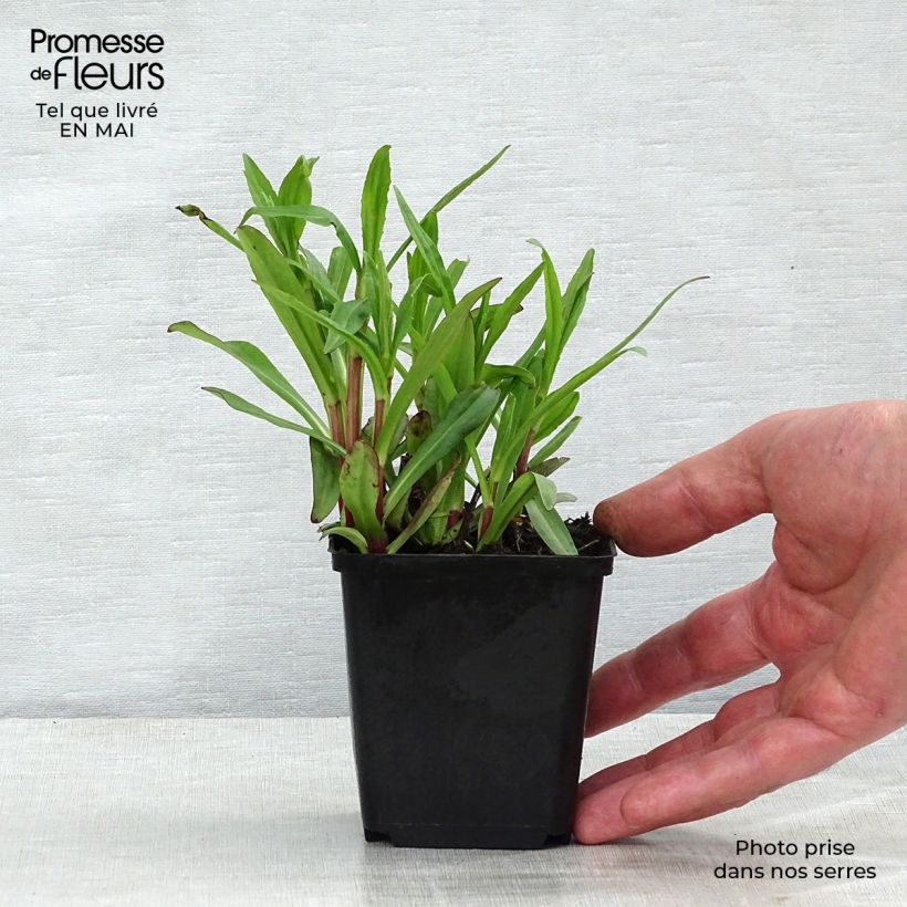 Spécimen de Helenium Ranchera - Hélénie rouge foncé. Godet de 8/9 cm tel que livré au printemps