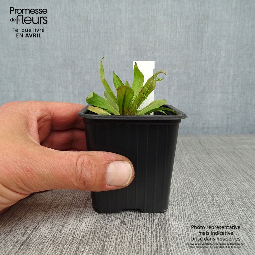 Spécimen de Helenium Rauchtopas - Hélénie Godet de 8/9 cm tel que livré au printemps