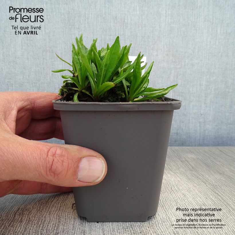 Spécimen de Helenium Red Jewel - Hélénie hybride Godet de 8/9 cm tel que livré au printemps