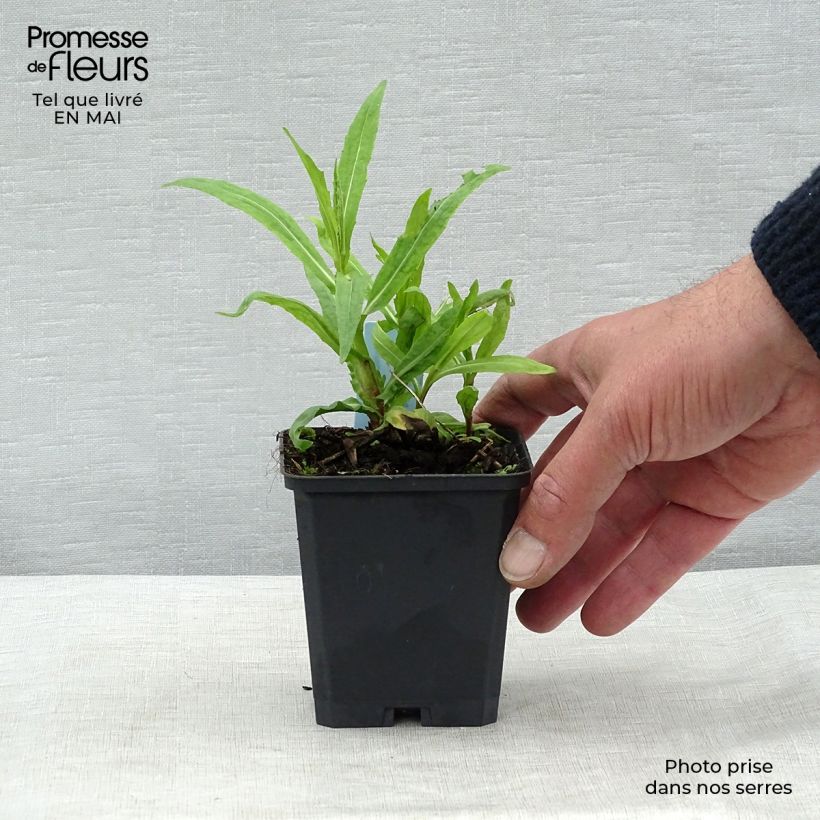 Spécimen de Hélénium Rubinzwerg - Hélénie rouge acajou  Godet de 8/9 cm tel que livré au printemps