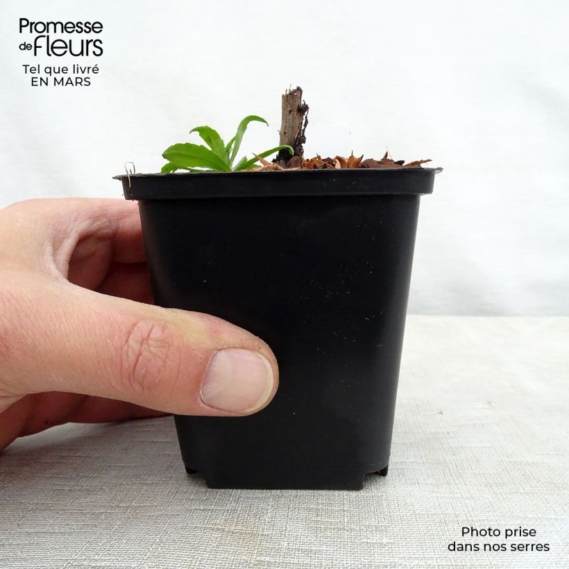 Spécimen de Helenium Ruby Tuesday - Hélénie rouge rubis Godet de 8/9 cm tel que livré au printemps