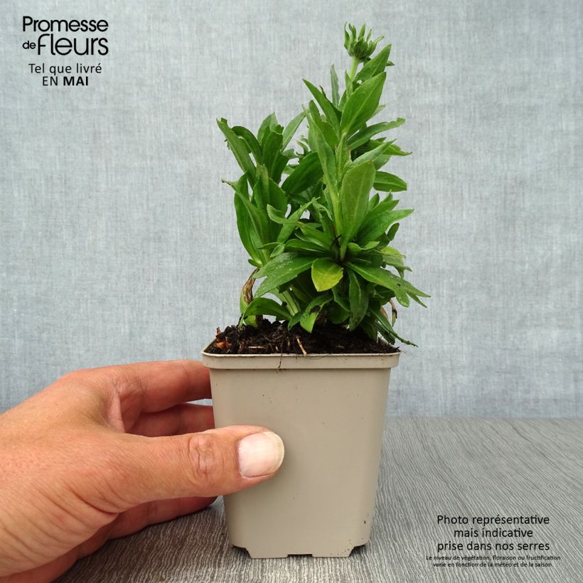 Spécimen de Helenium Short'n 'Sassy - Hélénie jaune orangé. Godet de 8/9 cm tel que livré au printemps