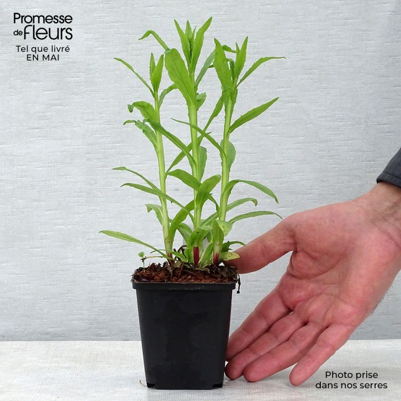 Spécimen de Helenium Siesta - Hélénie d'automne Godet de 8/9 cm tel que livré au printemps