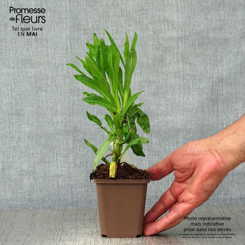 Spécimen de Hélénium Waltraut - Hélénie orange vif Godet de 8/9 cm tel que livré au printemps